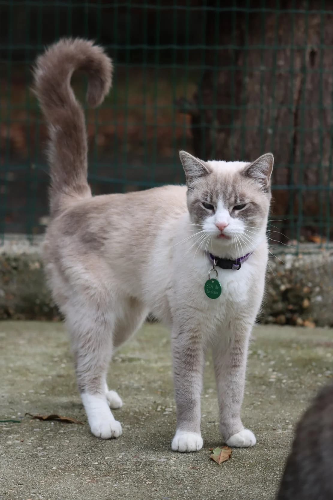 Athéna, female young Mixed Breed for adoption at SPA de Bordeaux et du Sud-Ouest, Bordeaux