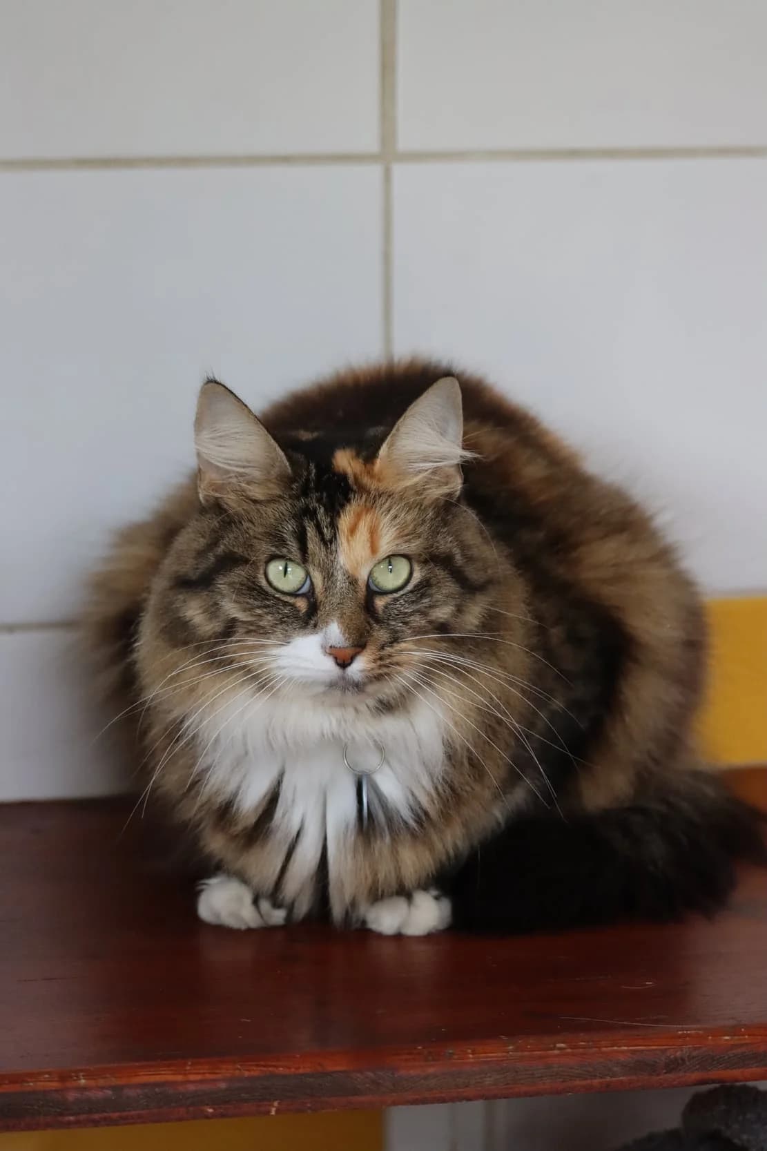 Tara, female 4yo Mixed Breed for adoption at SPA de Bordeaux et du Sud-Ouest, Bordeaux