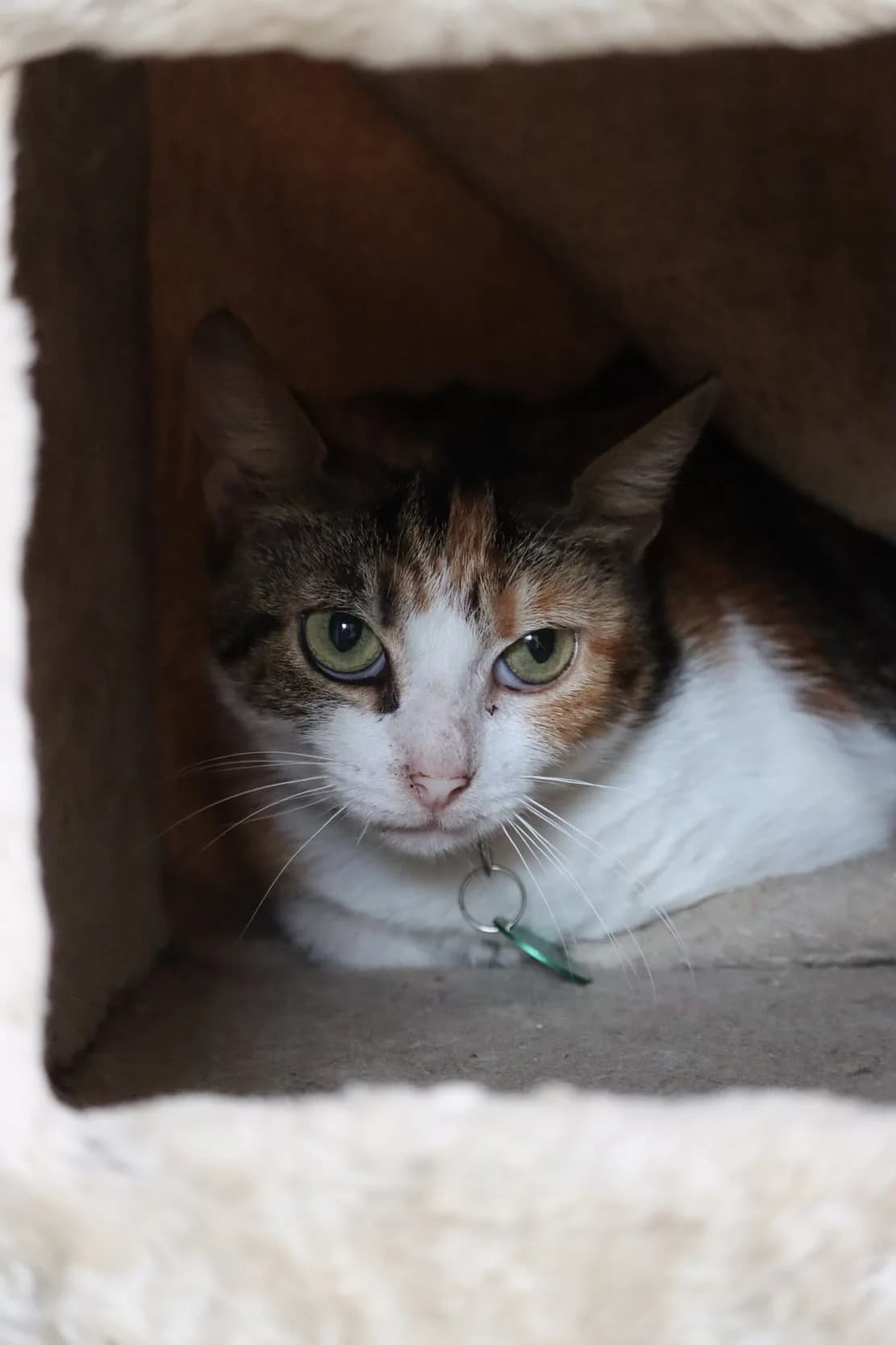 Isa, female 7yo Mixed Breed for adoption at SPA de Bordeaux et du Sud-Ouest, Bordeaux
