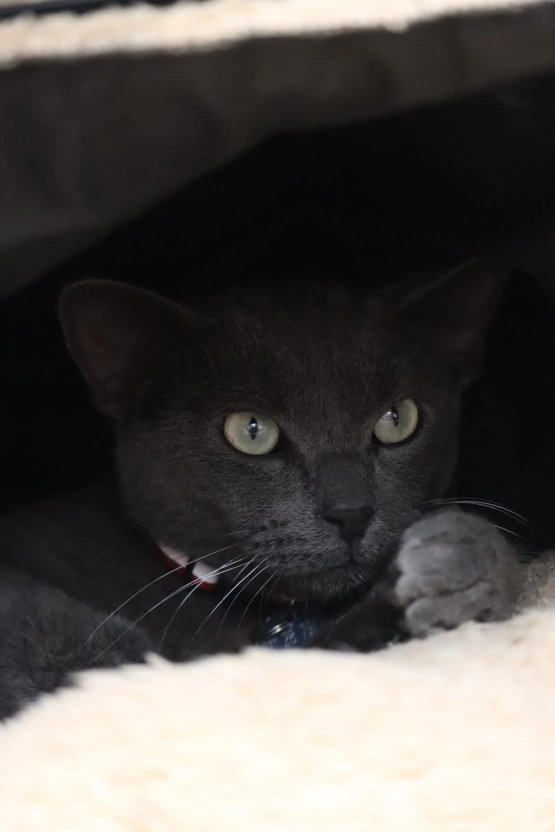Onix, male 5yo Mixed Breed for adoption at SPA de Bordeaux et du Sud-Ouest, Bordeaux