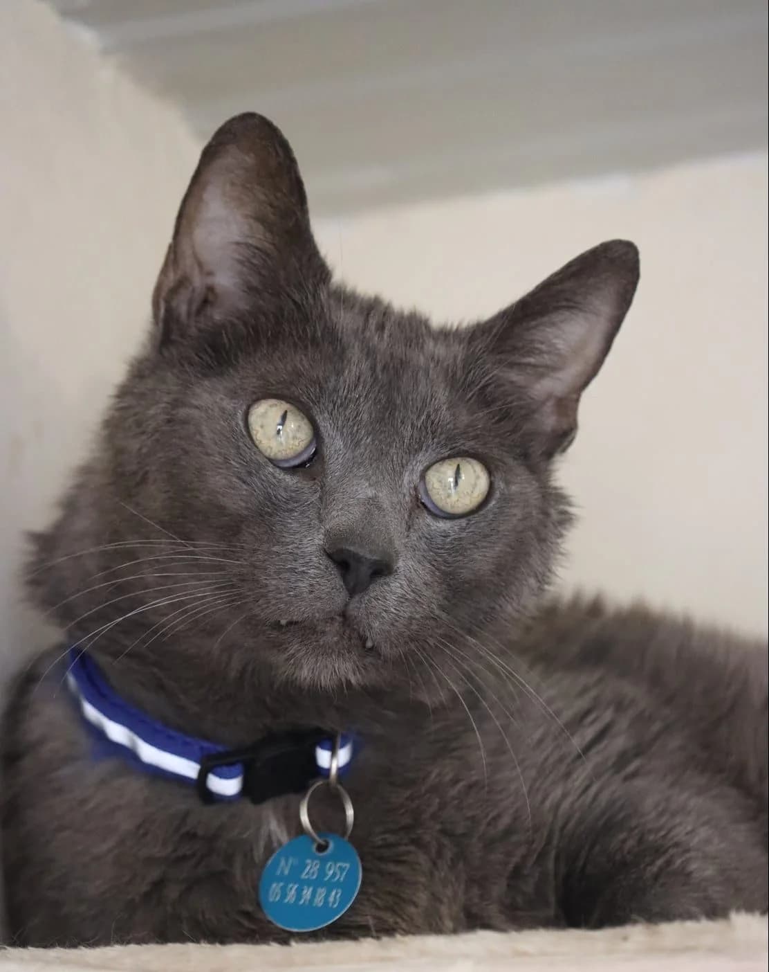 Mewtwo, male 6yo Mixed Breed for adoption at SPA de Bordeaux et du Sud-Ouest, Bordeaux