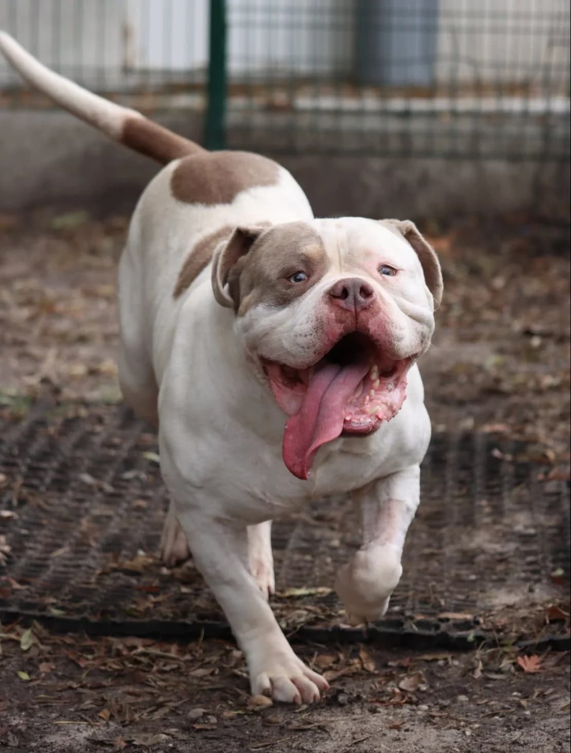 Tonton Francis, male 4yo American Bully for adoption at SPA de Bordeaux et du Sud-Ouest, Bordeaux