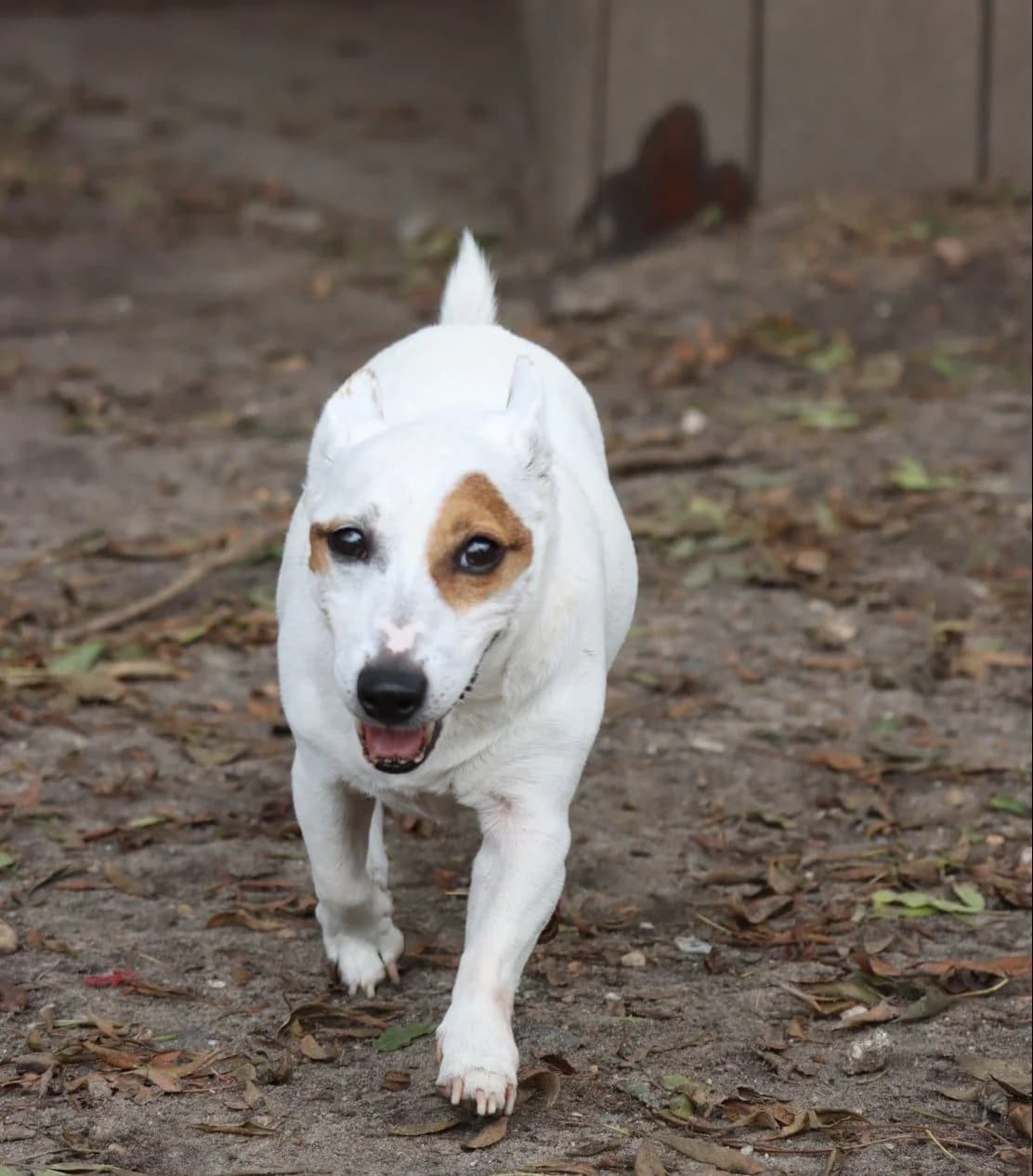 Simba, male senior Jack Russell Terrier for adoption at SPA de Bordeaux et du Sud-Ouest, Bordeaux