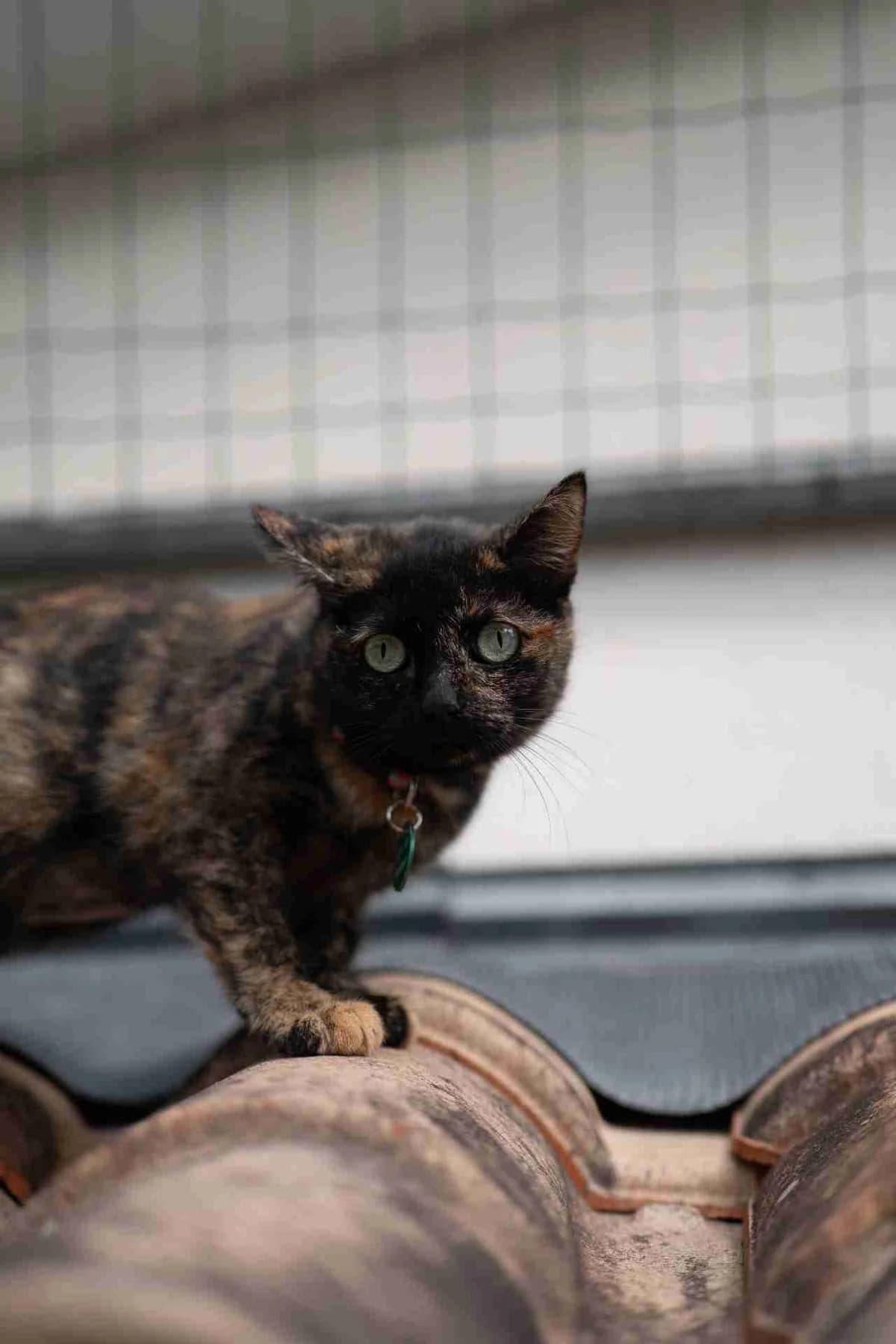 Miu, female 3yo Mixed Breed for adoption at SPA de Bordeaux et du Sud-Ouest, Bordeaux