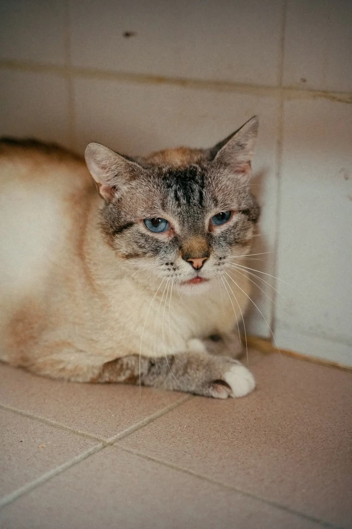 Blanco, male 5yo Mixed Breed for adoption at SPA de Bordeaux et du Sud-Ouest, Bordeaux