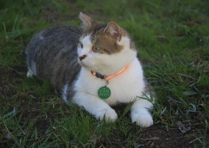 Piper, female 3yo Mixed Breed for adoption at SPA de Bordeaux et du Sud-Ouest, Bordeaux