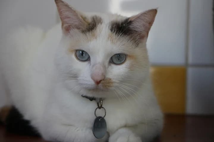 Perle, female young Mixed Breed for adoption at SPA de Bordeaux et du Sud-Ouest, Bordeaux