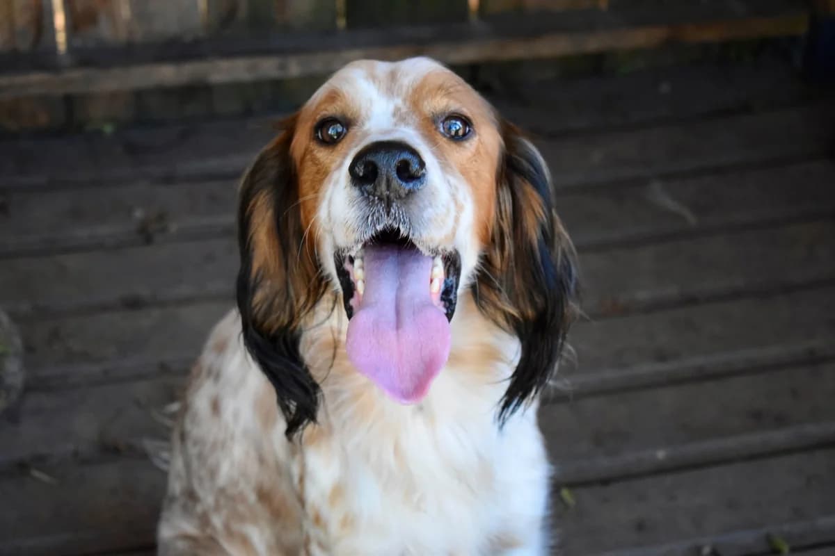Ulysse, male 3yo mixed breed for adoption at SPA de Bordeaux et du Sud-Ouest, Bordeaux