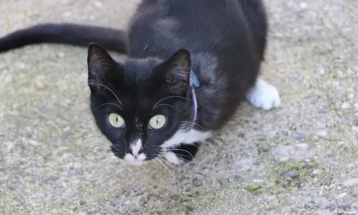 Luxray, female 5yo Mixed Breed for adoption at SPA de Bordeaux et du Sud-Ouest, Bordeaux
