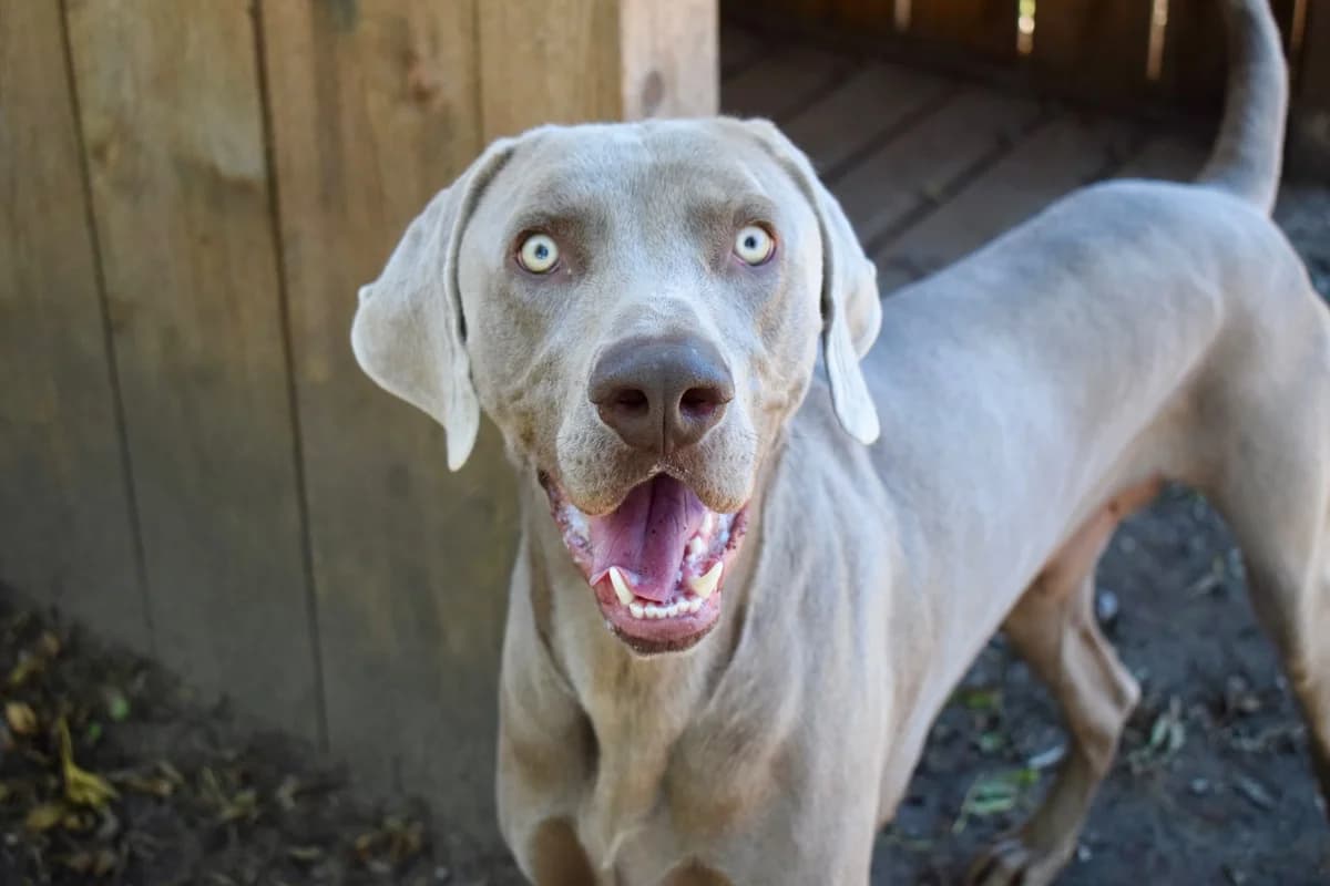 Aiko, male young Pointer for adoption at SPA de Bordeaux et du Sud-Ouest, Bordeaux
