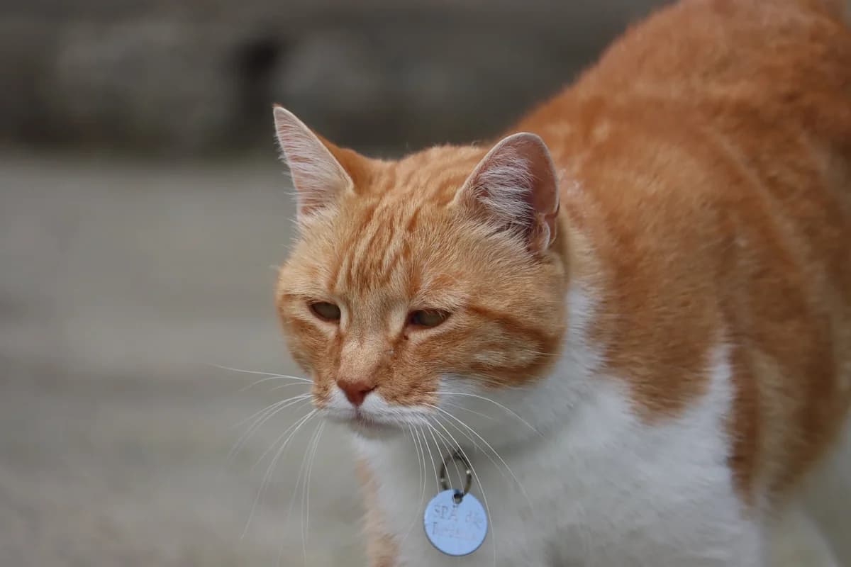 Rouquin, male 5yo Mixed Breed for adoption at SPA de Bordeaux et du Sud-Ouest, Bordeaux
