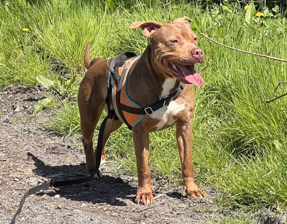 Bella, female 5yo Staffordshire Bull Terrier for adoption at Maison SPA), Maison