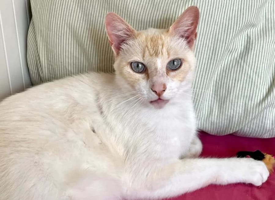 Haru, male 5yo Mixed Breed for adoption at Maison SPA), Maison