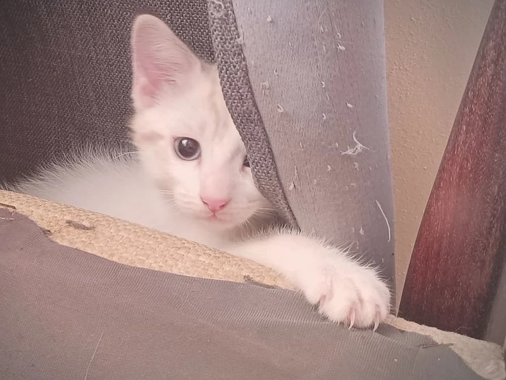 CASSIS, female Mixed Breed for adoption at Maison SPA), Maison