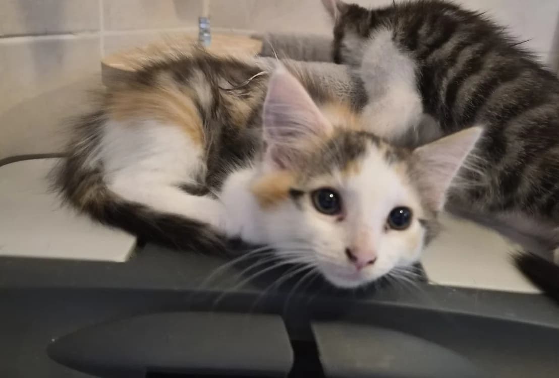 ROSA, female Mixed Breed for adoption at Maison SPA), Maison