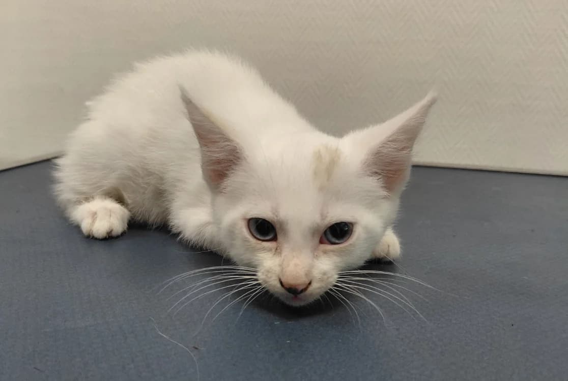 PETUNIA, female mixed breed for adoption at Maison SPA), Maison