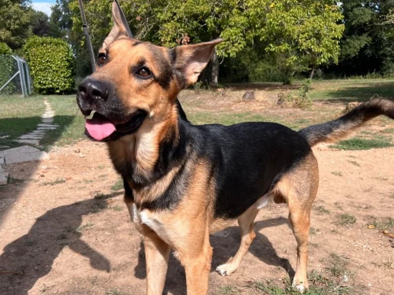 Locky, male young German Shepherd for adoption at Maison SPA), Maison
