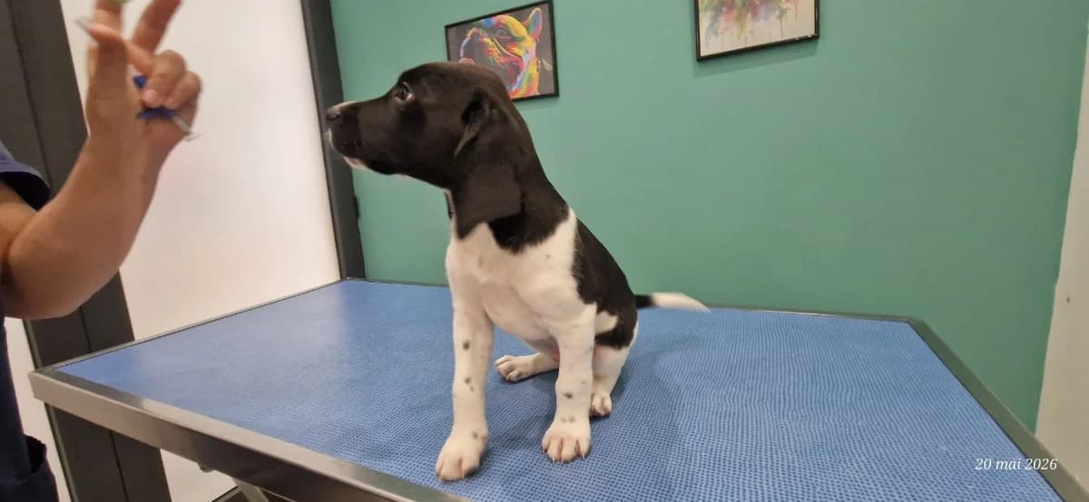 RIO, male Labrador Retriever for adoption at SPA Briançon, Briancon