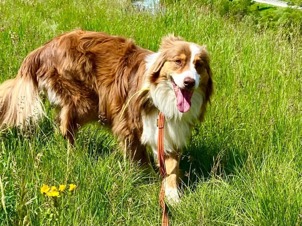 sky, male 4yo mixed breed for adoption at SPA Briançon, Briancon