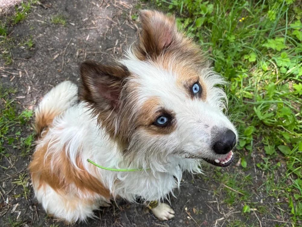 SKYE, female 4yo Husky for adoption at SPA Briançon, Briancon