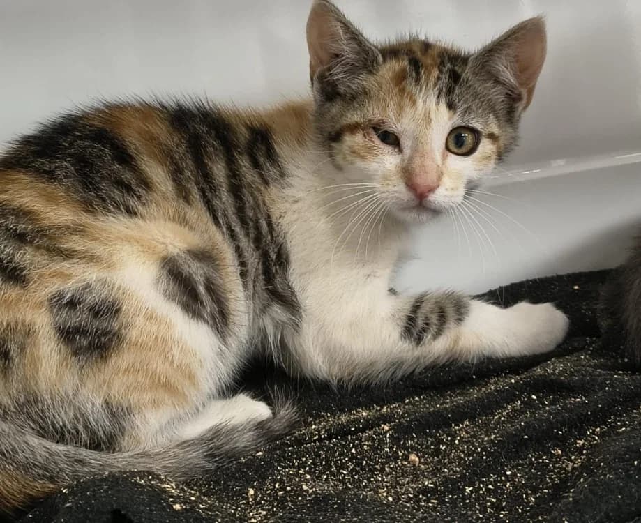 TINA, female Mixed Breed for adoption at SPA Briançon, Briancon