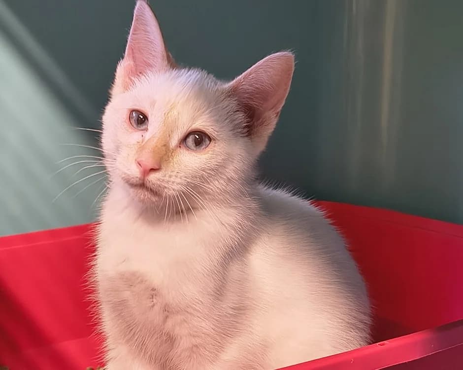 Bodhi Of Basgiath, male Mixed Breed for adoption at SPA Briançon, Briancon