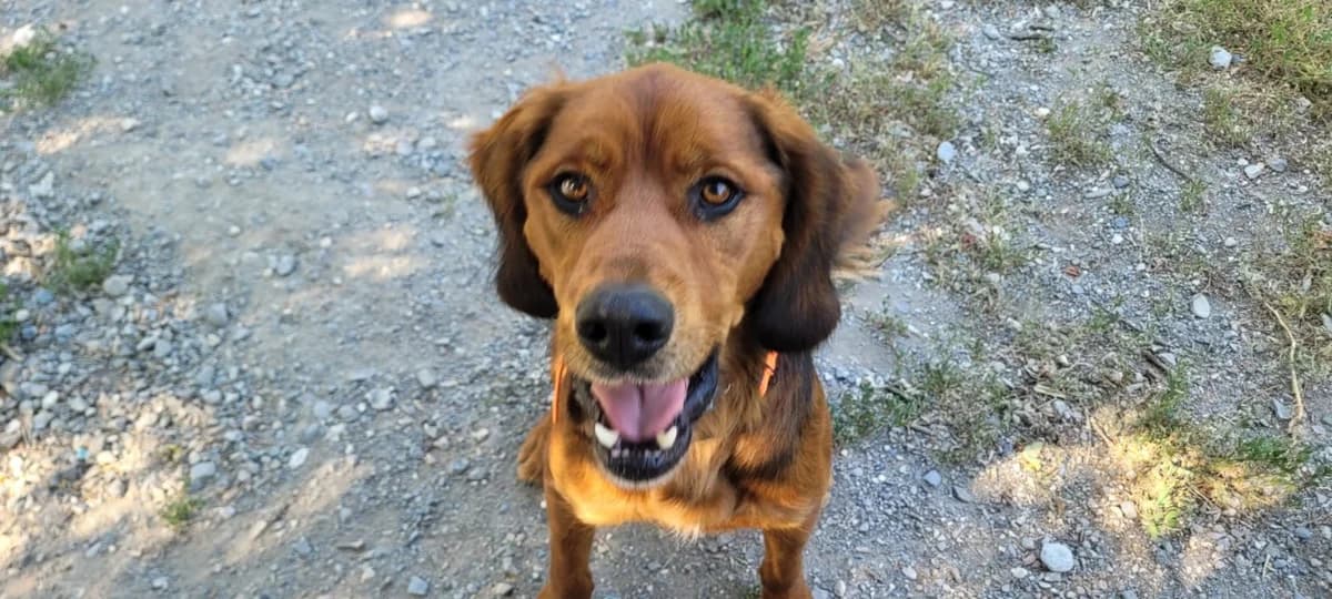 TYRON CN, male 3yo Mixed Breed for adoption at SPA Briançon, Briancon