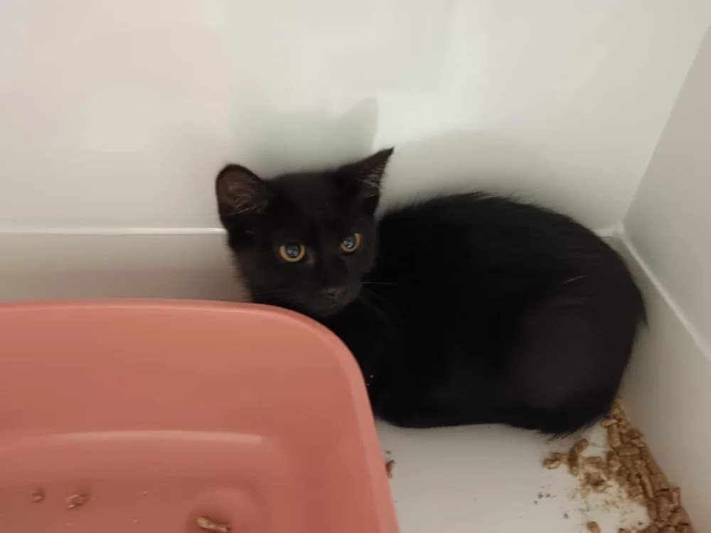 Smoky "en cours d'adoption", male Mixed Breed for adoption at SPA Briançon, Briancon