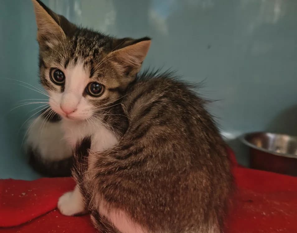 TWIX, male Mixed Breed for adoption at SPA Briançon, Briancon