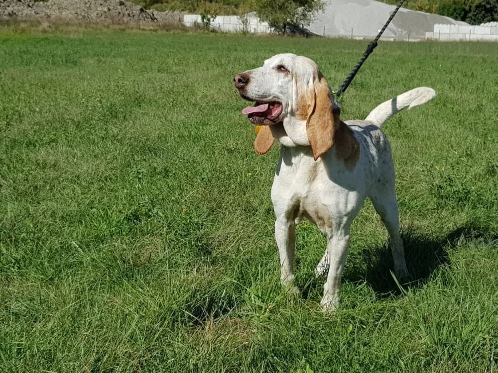 KANDY, female senior mixed breed for adoption at SPA Briançon, Briancon