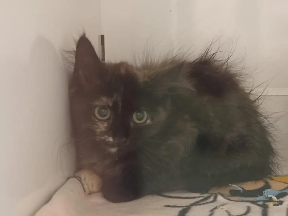 Patchouli, female Mixed Breed for adoption at SPA Briançon, Briancon