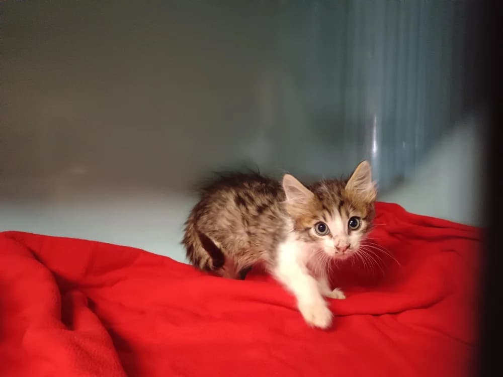 Quem's, female Mixed Breed for adoption at SPA Briançon, Briancon