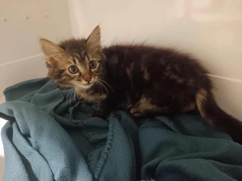 FRIPOUILLE, male Mixed Breed for adoption at SPA Briançon, Briancon