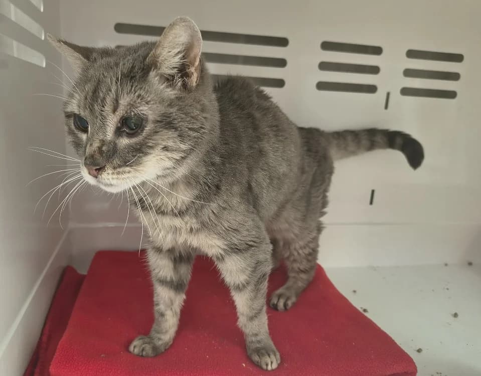 MARTINE, female senior Mixed Breed for adoption at SPA Briançon, Briancon