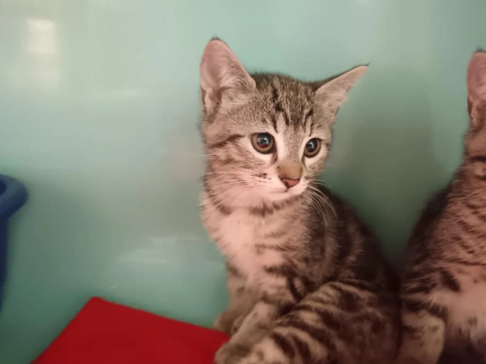 Fourmie, female Mixed Breed for adoption at SPA Briançon, Briancon