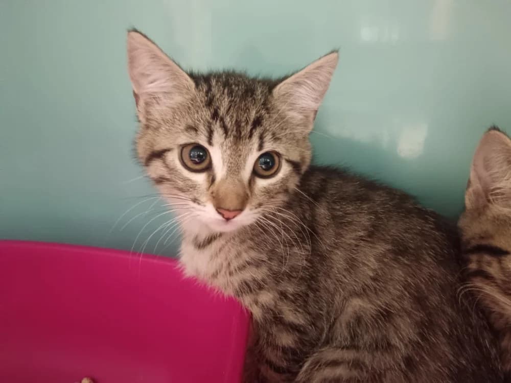 Abeille, female Mixed Breed for adoption at SPA Briançon, Briancon