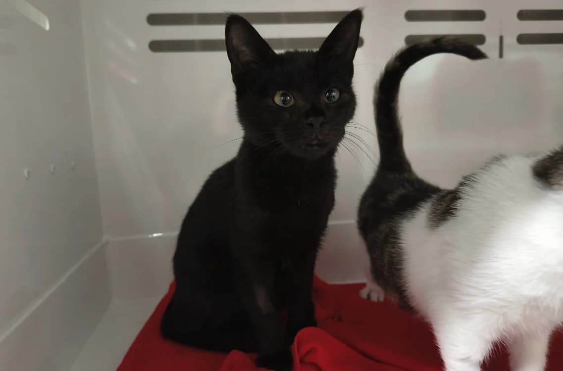 Mouss, female Mixed Breed for adoption at SPA Briançon, Briancon