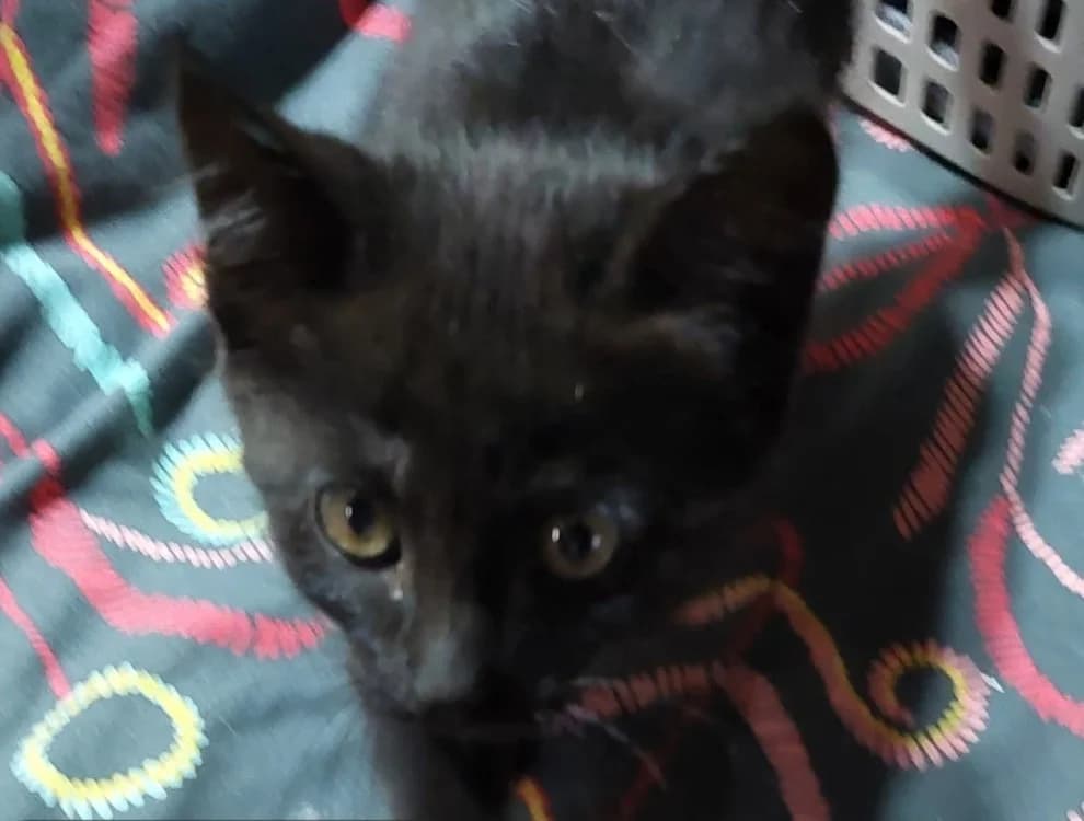 KIWI, male Mixed Breed for adoption at SPA Briançon, Briancon