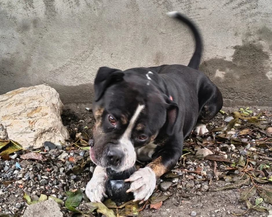 SHADY, male 4yo American Bully for adoption at SPA Briançon, Briancon