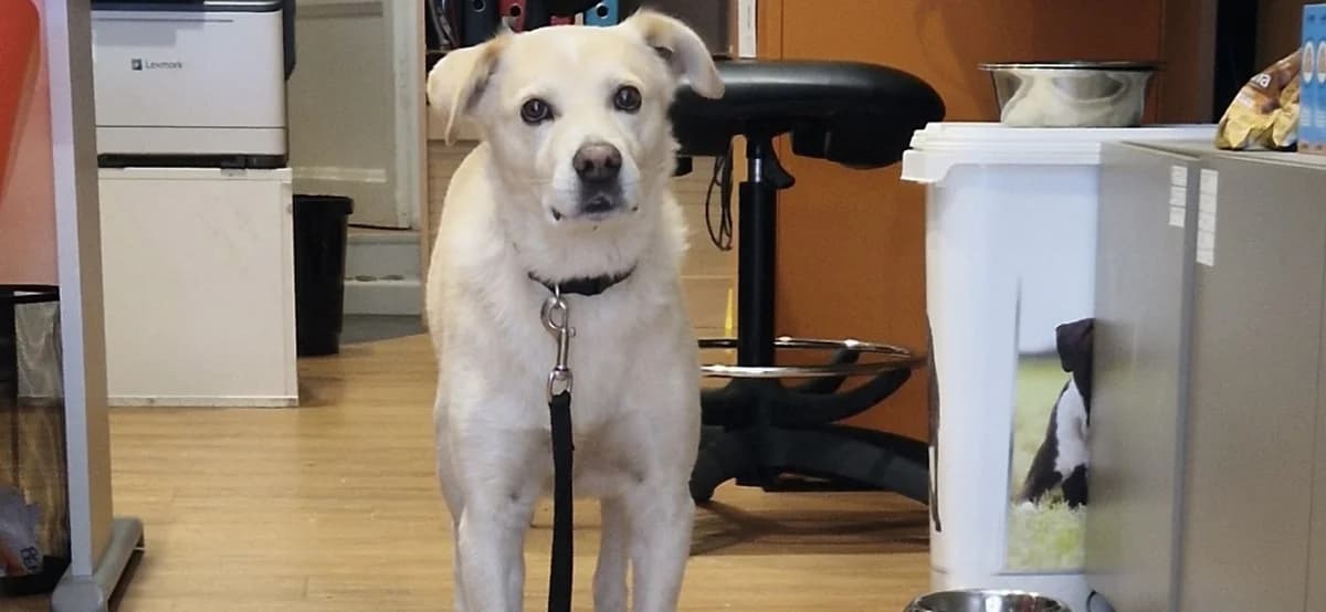 PEPITO, male senior Labrador Retriever for adoption at SPA Briançon, Briancon
