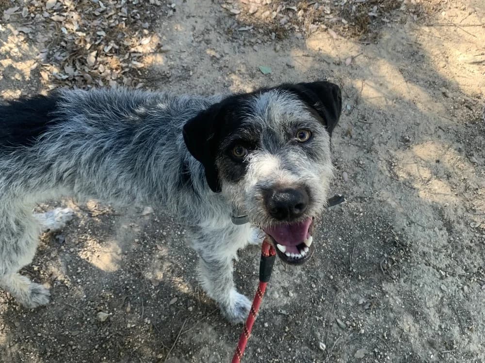 OREO, male young mixed breed for adoption at SPA Briançon, Briancon