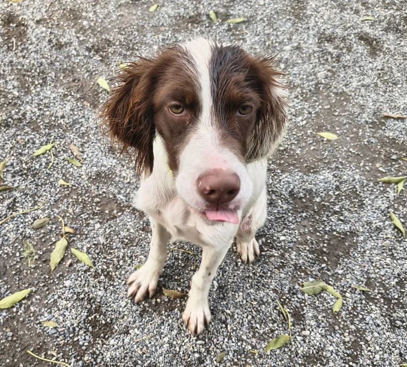 HERMES, male puppy English Setter for adoption at SPA Briançon, Briancon