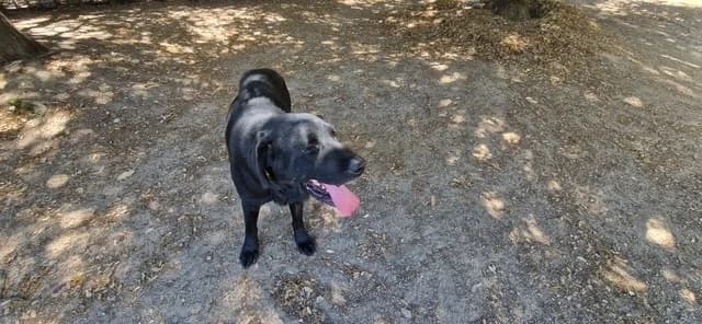 NALA, female senior Labrador Retriever for adoption at SPA Briançon, Briancon