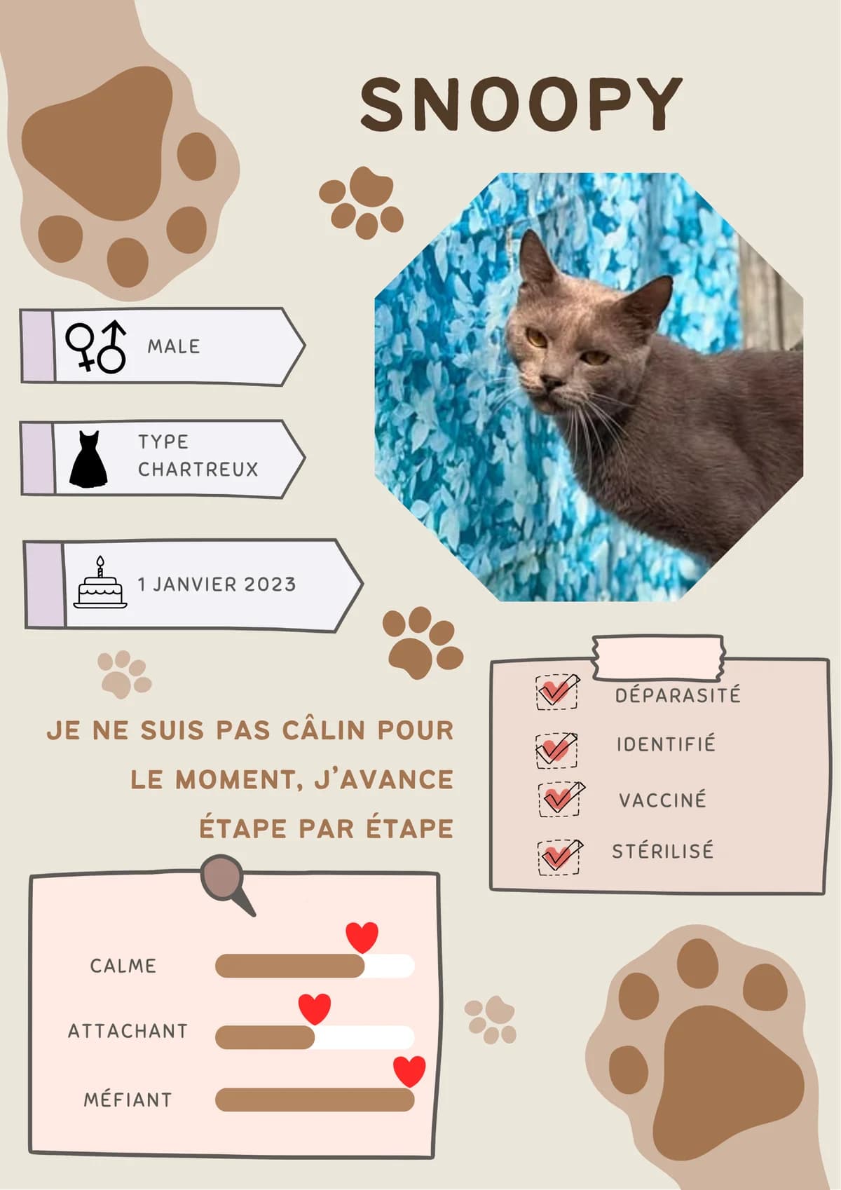 Lotus, male Mixed Breed for adoption at Spa Brioude
