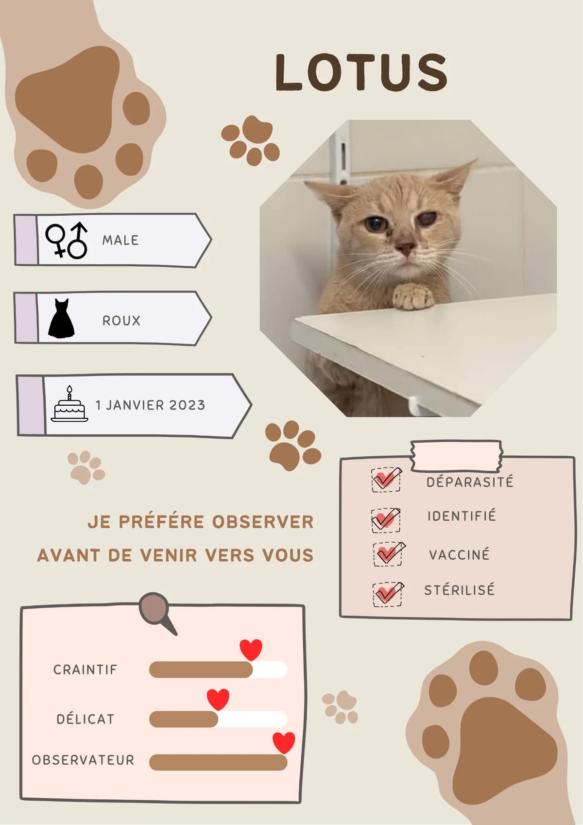 Pissenlit, female Mixed Breed for adoption at Spa Brioude