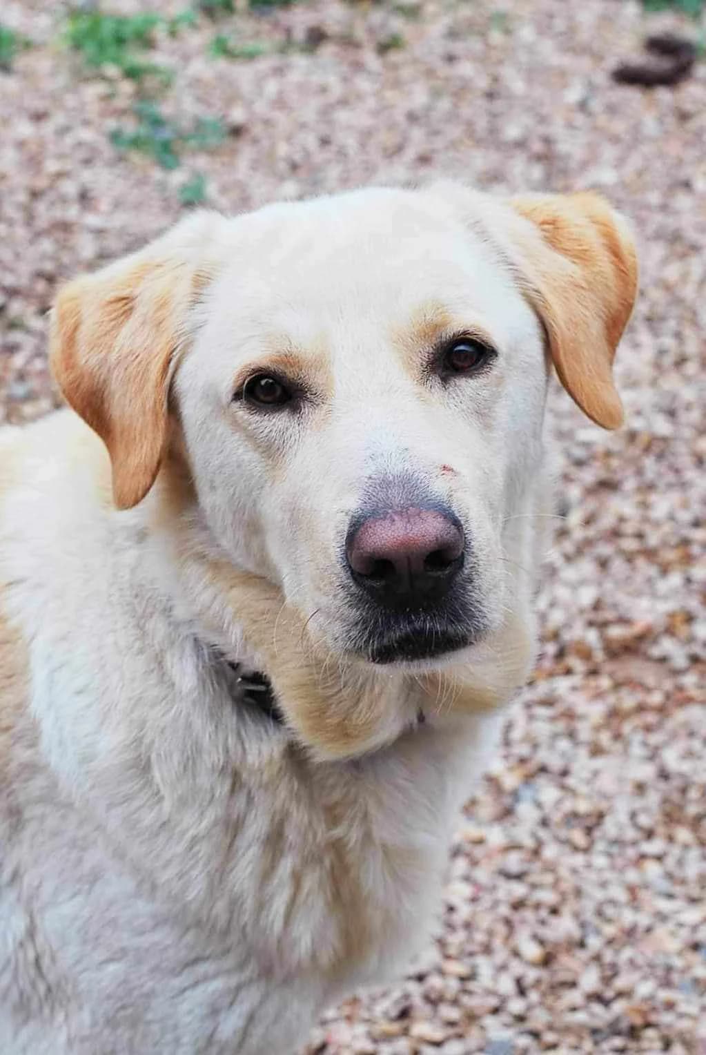 Nuts, male 3yo Mixed Breed for adoption at Spa Brioude
