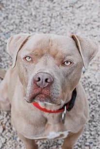 Baki, male Mixed Breed for adoption at Spa Brioude