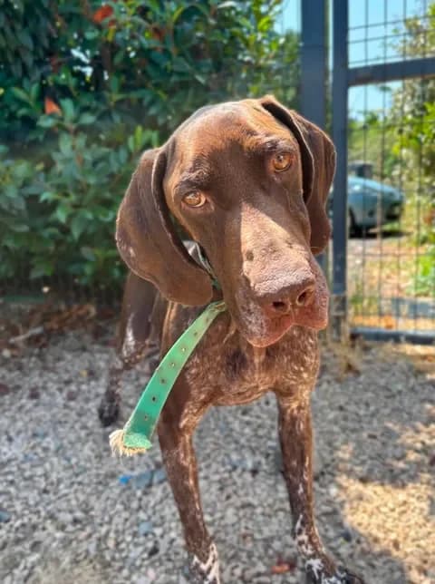 Bobby, male 5yo Mixed Breed for adoption at Spa Brioude