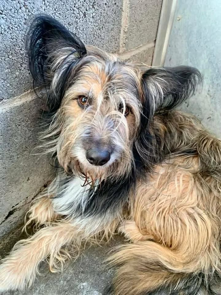 Kadjar, male 3yo Mixed Breed for adoption at Spa Brioude