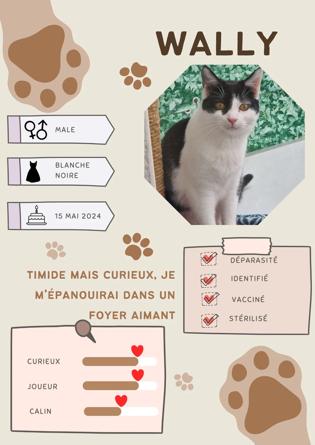 Wally, male Mixed Breed for adoption at Spa Brioude